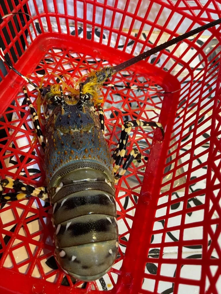 A freshly caught spiny lobster in a basket at Kim Anh Restaurant, Ca Na
